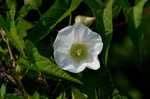 Hedge false bindweed